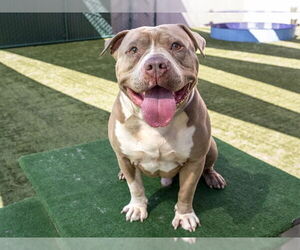 American Pit Bull Terrier Dogs for adoption in Pasadena, CA, USA