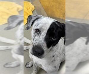 Pointer Dogs for adoption in Fort Lauderdale, FL, USA