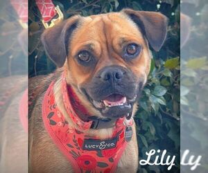 Pug-Unknown Mix Dogs for adoption in Tustin, CA, USA
