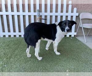 Border Collie Dogs for adoption in Modesto, CA, USA