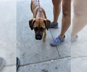 Bloodhound-Unknown Mix Dogs for adoption in Stockton, CA, USA