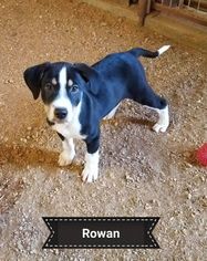Borador Dogs for adoption in Granbury, TX, USA