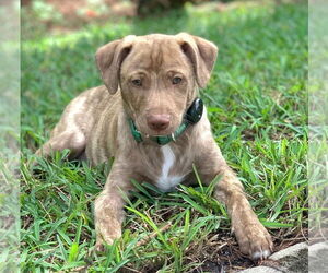 Blue Lacy-Unknown Mix Dogs for adoption in Royal Palm Beach, FL, USA