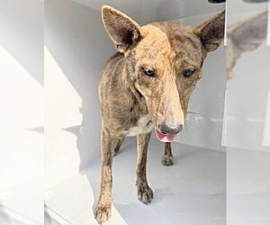 Holland Shepherd Dogs for adoption in Houston, TX, USA