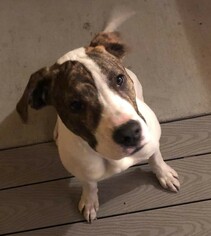 American Bulldog-German Shorthaired Pointer Mix Dogs for adoption in Benton City, WA, USA