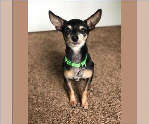 Chipin Dogs for adoption in Fargo, ND, USA