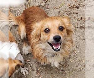 Chihuahua Dogs for adoption in Redlands, CA, USA