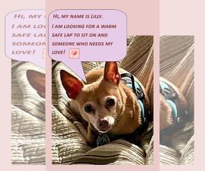 Chihuahua Dogs for adoption in Rootstown, OH, USA