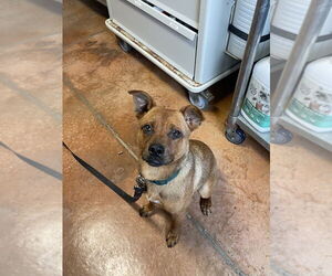 Chihuahua-Unknown Mix Dogs for adoption in Bolivar, MO, USA
