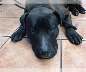 American Pit Bull Terrier Dogs for adoption in Downey, CA, USA