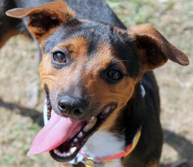 American Rat Pinscher Dogs for adoption in Wetumpka, AL, USA