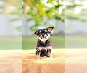 Malchi Dogs for adoption in Plantation, FL, USA