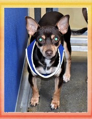 Chihuahua Dogs for adoption in San Jacinto, CA, USA