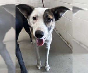 German Shepherd Dog-Unknown Mix Dogs for adoption in San Bernardino, CA, USA