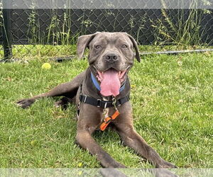 Mutt Dogs for adoption in Millersville, MD, USA