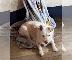 Jacairn Dogs for adoption in Rootstown, OH, USA
