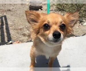 Chihuahua-Unknown Mix Dogs for adoption in pomona, CA, USA