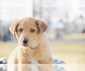 Airedale Terrier-Unknown Mix Dogs for adoption in Sandy, UT, USA