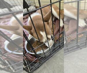 Siberian Husky-Unknown Mix Dogs for adoption in Texas City, TX, USA