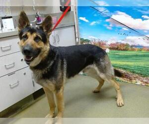 German Shepherd Dog Dogs for adoption in Moreno Valley, CA, USA
