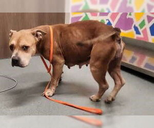 Bullypit Dogs for adoption in Baytown, TX, USA