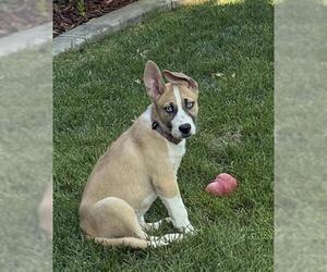 German Shepherd Dog-Huskies Mix Dogs for adoption in Sacramento, CA, USA