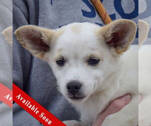 Pembroke Welsh Corgi Dogs for adoption in Huntley, IL, USA