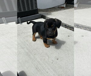 Dachshund-Unknown Mix Dogs for adoption in Newport Beach, CA, USA