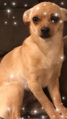 Chiweenie Dogs for adoption in Lawton, OK, USA