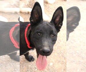 Mutt Dogs for adoption in Cedar Crest, NM, USA