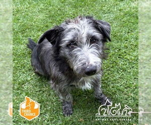 Mutt Dogs for adoption in Irvine, CA, USA