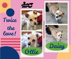 Chihuahua-Unknown Mix Dogs for adoption in Lindsay, CA, USA