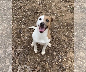 Mutt Dogs for adoption in Harrison, AR, USA