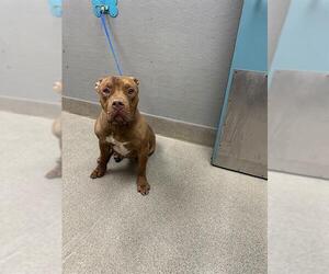 Staffordshire Bull Terrier-Unknown Mix Dogs for adoption in Las Vegas, NV, USA