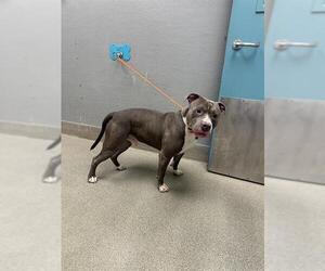 Mutt Dogs for adoption in Las Vegas, NV, USA