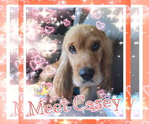 Cocker Spaniel Dogs for adoption in Pipe Creek, TX, USA