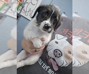 Mutt Dogs for adoption in Evansville, IN, USA