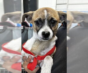 Chihuahua-Unknown Mix Dogs for adoption in San Bernardino, CA, USA