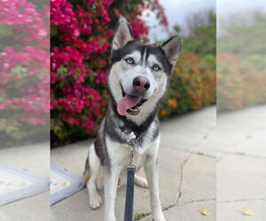 Siberian Husky Dogs for adoption in Marina Del Rey, CA, USA
