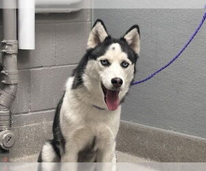 Siberian Husky-Unknown Mix Dogs for adoption in Las Vegas, NV, USA