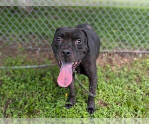 American Pit Bull Terrier-Unknown Mix Dogs for adoption in Ocala, FL, USA