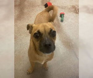 Chihuahua Dogs for adoption in Salinas, CA, USA