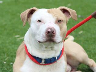 American Pit Bull Terrier-Unknown Mix Dogs for adoption in Grass Valley, CA, USA