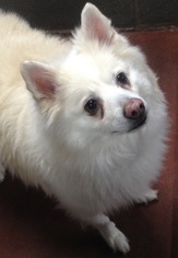 Medium Photo #3 American Eskimo Dog-Unknown Mix Puppy For Sale in Spokane, WA, USA