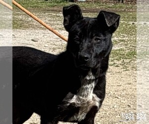 Borador Dogs for adoption in Washington, DC, USA