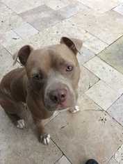 American Staffordshire Terrier Dogs for adoption in Dallas, TX, USA