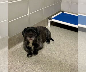 Mutt Dogs for adoption in Virginia Beach, VA, USA