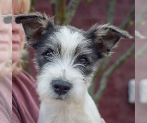 Airedale Terrier-Huskies  Mix Dogs for adoption in Huntley, IL, USA