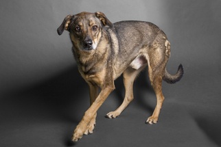 Shepradors Dogs for adoption in El Cajon, CA, USA