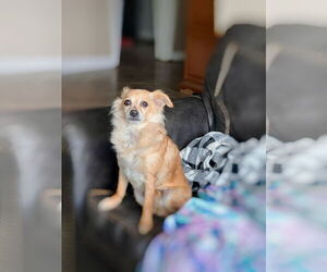 Chihuahua Dogs for adoption in Menifee, CA, USA